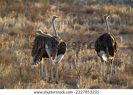 Ostriches walking through the Kalahari dunes in the afternoon sun in the Kgalagadi, South Africa	