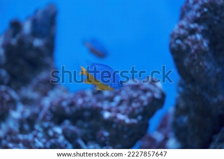 Azure Damselfish (Chrysiptera hemicyanea) swimming on a reef tank with blurred background