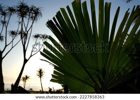 Early morning sunrise over the Indian ocean with cactus quiver tree silhouette with a very jungle look with a graduated sky from orange to blue