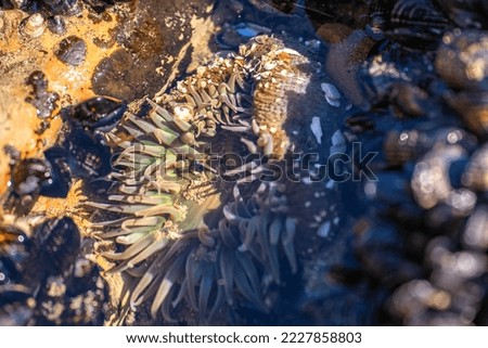 Starburst anemone (Sunburst anemone) in the Pacific Ocean. Close-up of Sea ​​Anemone under the water. Selective focus. Royalty-Free Stock Photo #2227858803