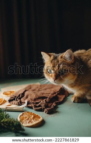 domestic red cat pet sits on a table against a dark background, pet