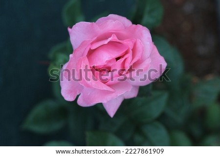 a photo of the rose