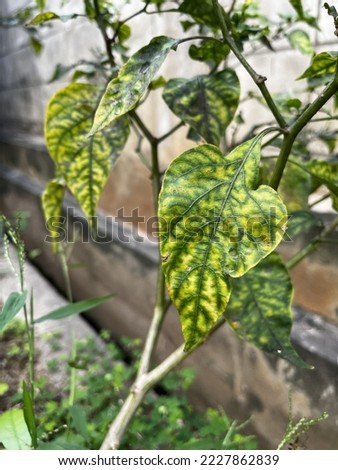 Chilli leaves are destroyed by viral and bacterial diseases, including showing signs of malnutrition  make the leaves yellow.