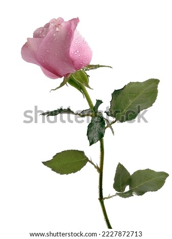pretty pink roses as gift or decoration close up