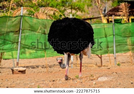 Ostrich Animal Bird Waiting in the Desert Landscape