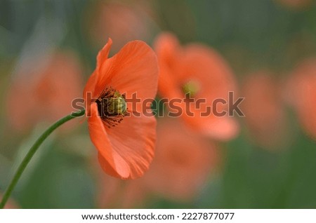 Beautiful orange color Poppy flower in natural background