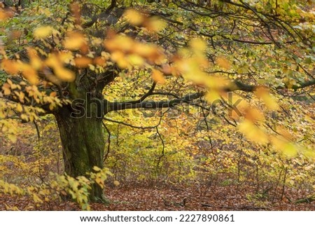 Beech (fagus), Sababurg Jungle, Autumn, Reinhardswald, Hofgeismar, Northern Hesse, Germany