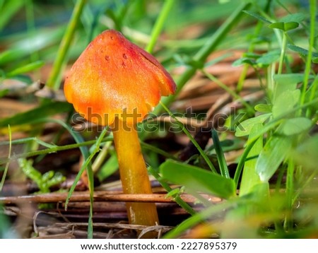 selective focus of a blackening waxcap, witch's hat, conical wax cap or conical slimy mushroom (caphygrocybe conica) on a forest floor with blurred background