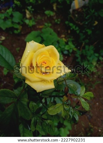 The beautiful yellow Rose flower 