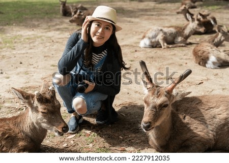 happy Asian Japanese girl traveler taking photo with cute deer in nara park japan. she looks at camera with many other deer lying on ground at background in the sun