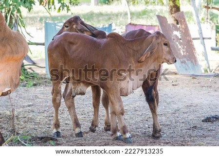 Picture of Thai calf, Brahman breed, male, 3-4 months old
