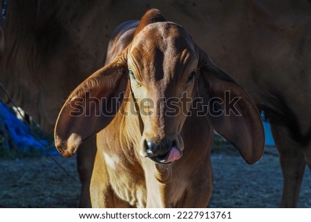 Picture of Thai calf, Brahman breed, male, 3-4 months old
