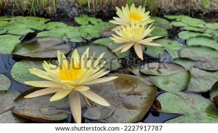 Nature picture, yellow blooming lotus in water source
