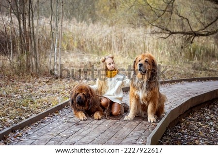 Pretty blonde girl sitting with tibetan mastiff dogs and playing together outdoors. Human's best friend.