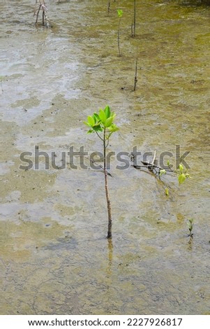 Mangrove shoots grow in a Mangrove forest. Located in the beach area