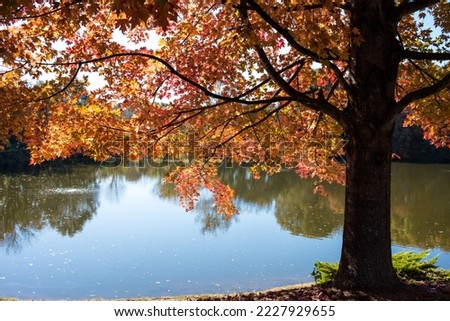 Orange Leaves on a Maple Tree near a Lake in Autumn