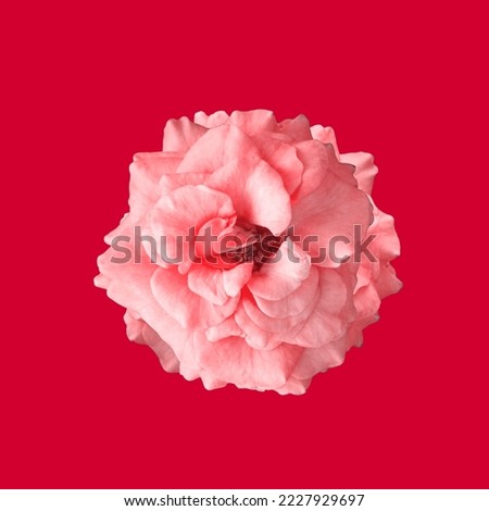Closeup, Single roses flower blossom blooming isolated on red background for stock photo or advertising product, The flowers of love, Floral summer, valentine day, gift