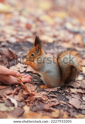 Feeding animals. Feeding the squirrel. A red squirrel eats nuts from his hands from the ground in an autumn park. A person feeds an animal. Soft focus
