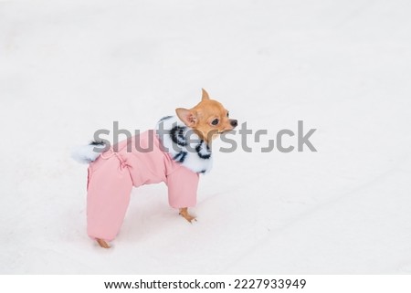 A small red chihuahua dog in winter warm clothes is walking in the snow outside. Beautiful down jackets and stylish winter clothes for animals. Concept for pet shops and products, copy space for text