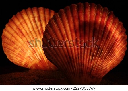 two ribbed surface of an oyster shells in orange color close-up on a black background