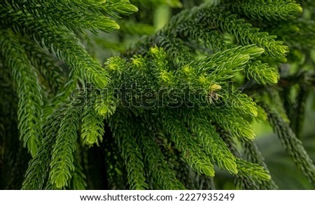 leaves and fresh pine trees that thrive in a natural forest that is commonly used by Christians when commemorating Christmas