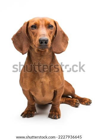 red dachshund dog isolated over white background. Royalty-Free Stock Photo #2227936645