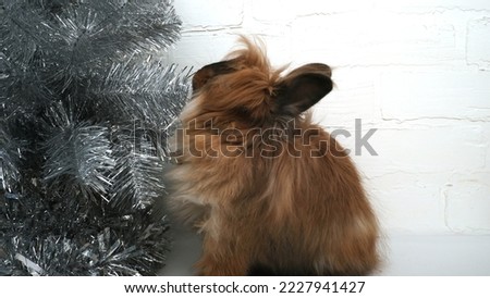 Rabbit looking at the christmas  tree 