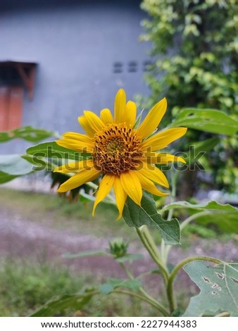 beautiful sunflowers beside the house