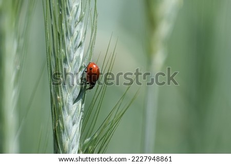 Close up of a ladybug, side view, on a grass