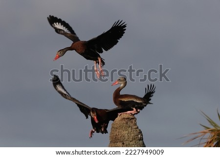Black-Bellied Whistling Duck -Viera Wetlands  Florida USA