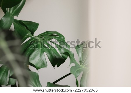 Upper view Exotic tropical green Monstera deliciosa leaves in natural light. Home gardening background. Trendy home urban jungle space. Monstera deliciosa foliage plant. Selective focus. copy space. Royalty-Free Stock Photo #2227952965