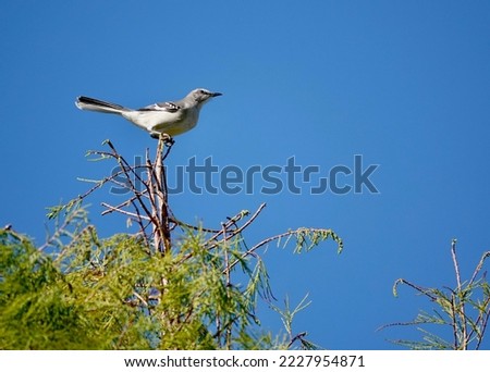               Northern mockingbird perched on a treetop with bright blue cloudless skies providing the background at Shelter Cove.                