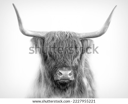 Scottish Highland cow portrait on white background in black and white Royalty-Free Stock Photo #2227955221