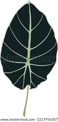 Vintage vector botanical illustration, tropical exotic plant, jungle leaf, Calathea leaf, red stardust, alocasia black velvet, alocasia amazonica, silver, isolated on white background. Royalty-Free Stock Photo #2227956307