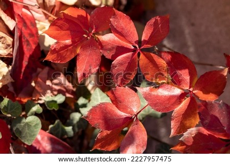 autumn leaves that have turned red.
