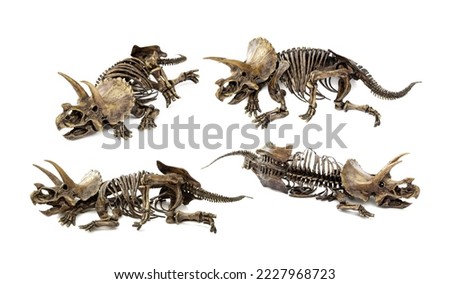 Set Fossil skeleton carcass of Dinosaur three horns Triceratops in position lie down isolated on white background. Royalty-Free Stock Photo #2227968723