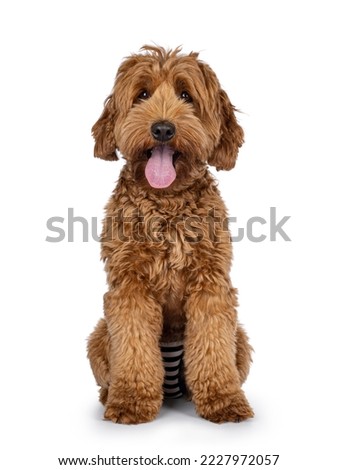 Cute young Cobberdog aka Labradoodle dog puppy. Sitting up facing front. Looking towards camera. Tongue out, panting. Isolated on a white background.