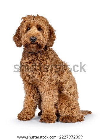 Cute young Cobberdog aka Labradoodle dog puppy. Sitting up side ways. Looking towards camera. isolated on a white background. Royalty-Free Stock Photo #2227972059