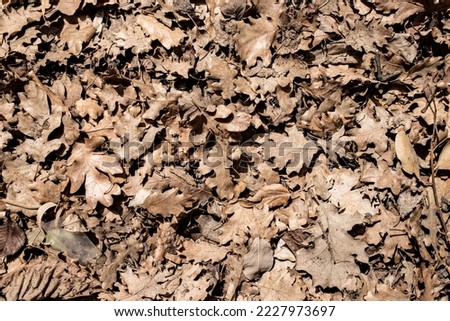 Dry gray deciduous tree on the ground, background, texture.