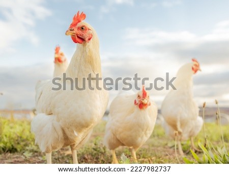 Chicken, farming and agriculture on grass, field or outdoor for free range eating, organic or sustainable farm. Poultry, birds or animal for protein, meat or pet in nature together for sustainability Royalty-Free Stock Photo #2227982737