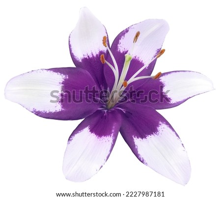 Lily   purple  flower .isolated on  white   background.  Close-up. Nature.