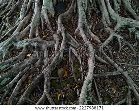 Banyan tree roots that grow to a large size.