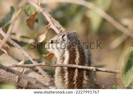 View of Indian palm squirrel