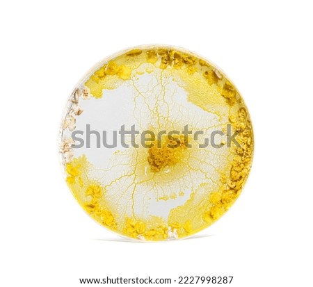 Blob in a plastic cercle, Physarum polycephalum, isolated on white Royalty-Free Stock Photo #2227998287