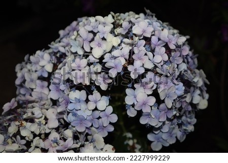 Syringa is a genus of 12 currently recognized species of flowering woody plants in the olive family, native to woodland and scrub from southeastern Europe to eastern Asia Royalty-Free Stock Photo #2227999229