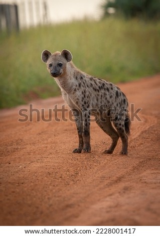 A morning hyena hunting expedition