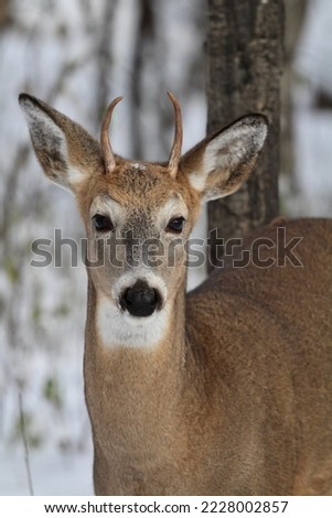 Young white-tailed deer buck in snowy forest