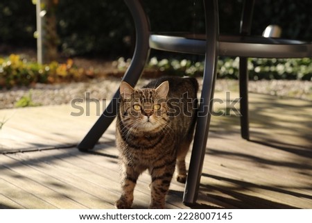 Cat with golden eyes under table outside.