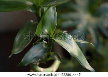 Lucky bamboo. Closeup view of the leaves and segmented curly green stem of a Dracaena sanderiana, also known as Water Bamboo. Royalty-Free Stock Photo #2228014447
