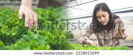 A Female Asian Farmer is checking the quality of tropicana lettuce leaf in the soil garden plot or greenhouse. Growing and take care of an organic vegetable farm. Concept of agrotourism background.